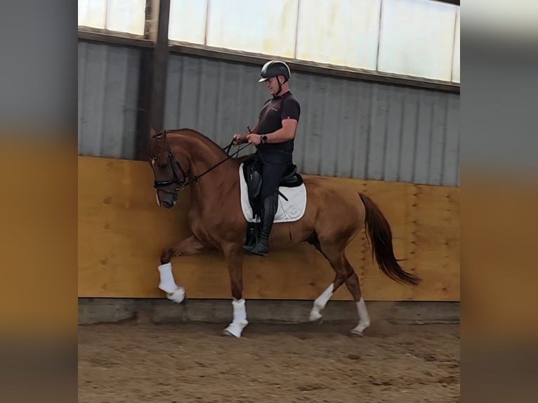 KWPN Wallach 5 Jahre 168 cm Fuchs in antwerpen