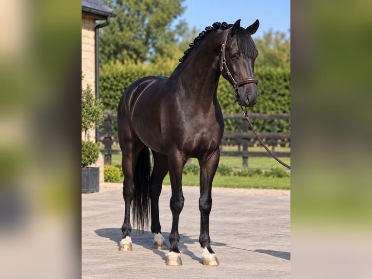 KWPN Wallach 5 Jahre 168 cm Rappe in Határ utca 25
