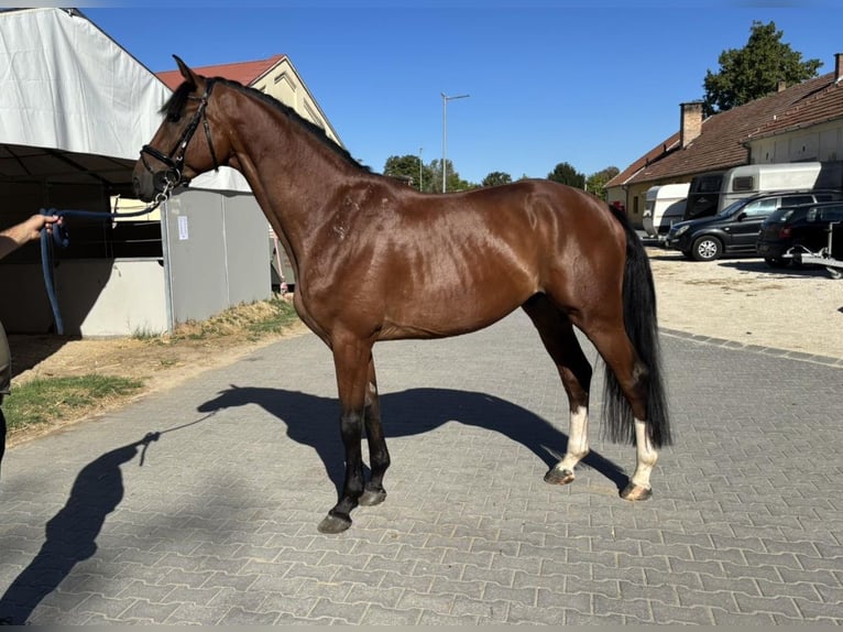 KWPN Wallach 5 Jahre 168 cm Rotbrauner in Kiskunhalas KWPN Wallach 5 Jahre 168 cm Rotbrauner in Kiskunhalas