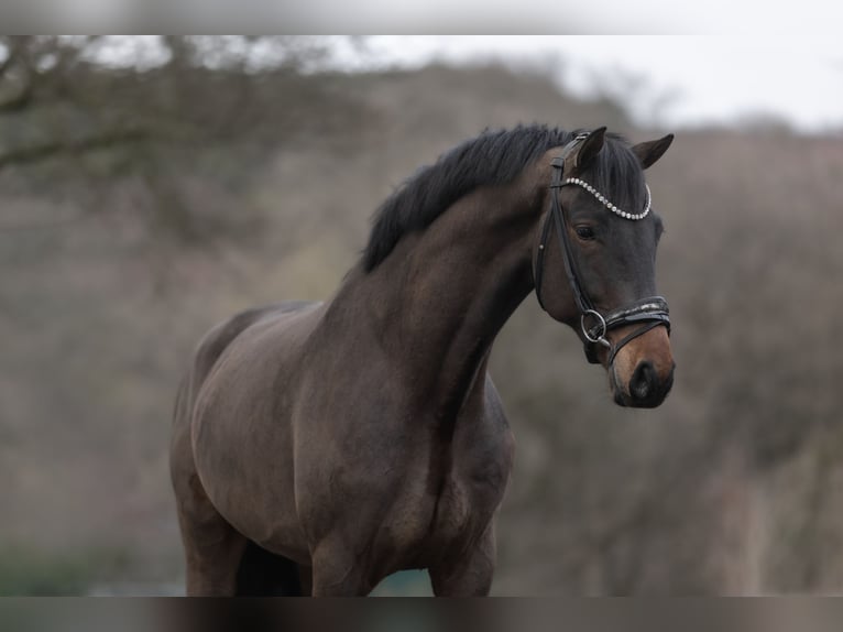 KWPN Wallach 5 Jahre 168 cm Schwarzbrauner in Windhagen