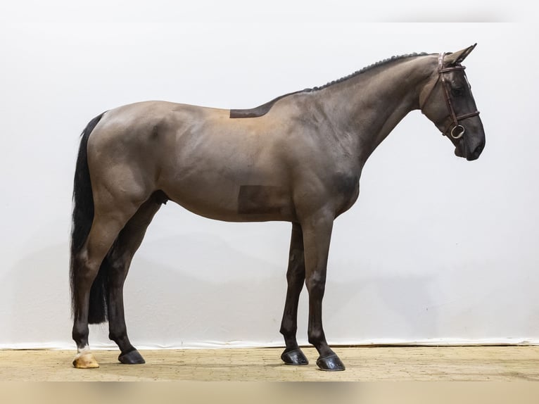 KWPN Wallach 5 Jahre 168 cm  in Waddinxveen