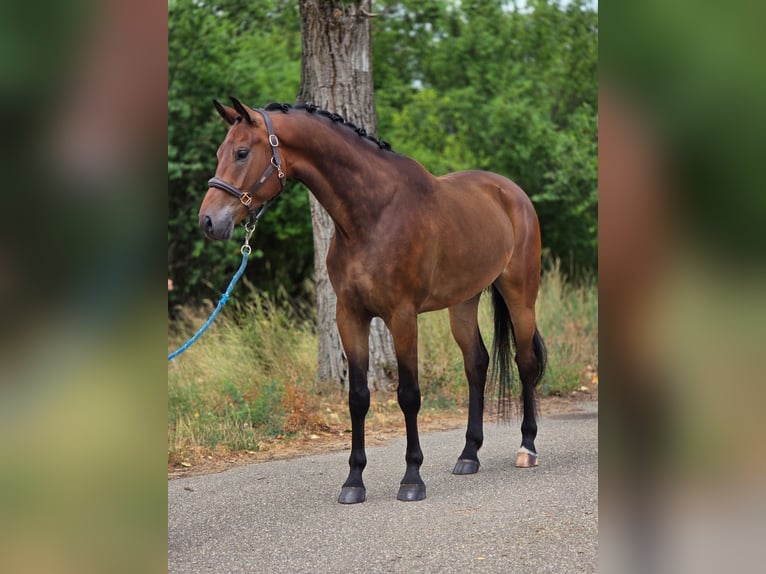 KWPN Wallach 5 Jahre 169 cm Brauner in Lajosmizse