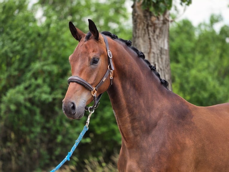 KWPN Wallach 5 Jahre 169 cm Brauner in Lajosmizse
