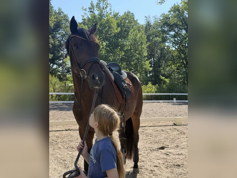 KWPN Wallach 5 Jahre 169 cm Brauner in Neu-Isenburg