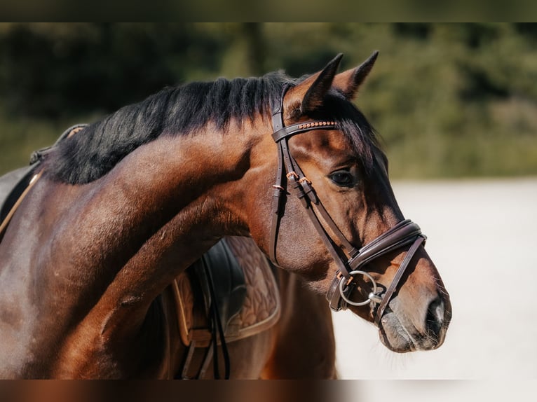 KWPN Wallach 5 Jahre 169 cm Brauner in Neu-Isenburg