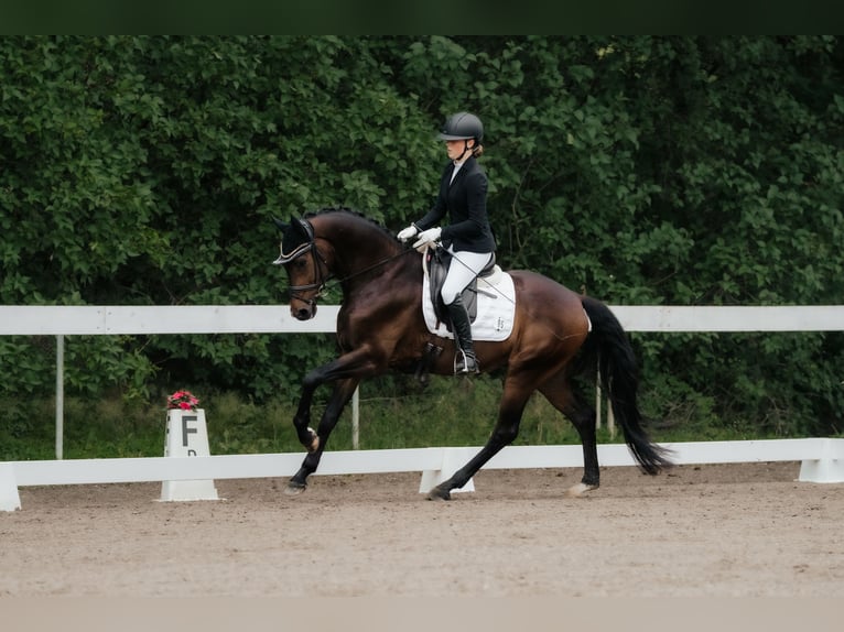 KWPN Wallach 5 Jahre 169 cm Brauner in Neu-Isenburg