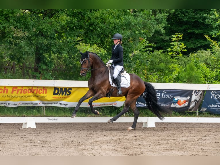 KWPN Wallach 5 Jahre 169 cm Brauner in Neu-Isenburg