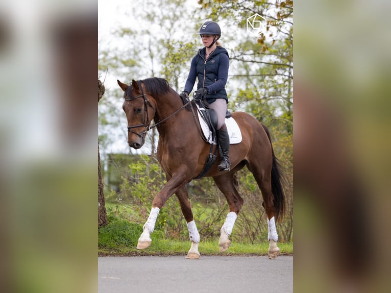 KWPN Wallach 5 Jahre 169 cm Dunkelfuchs in Murrhardt