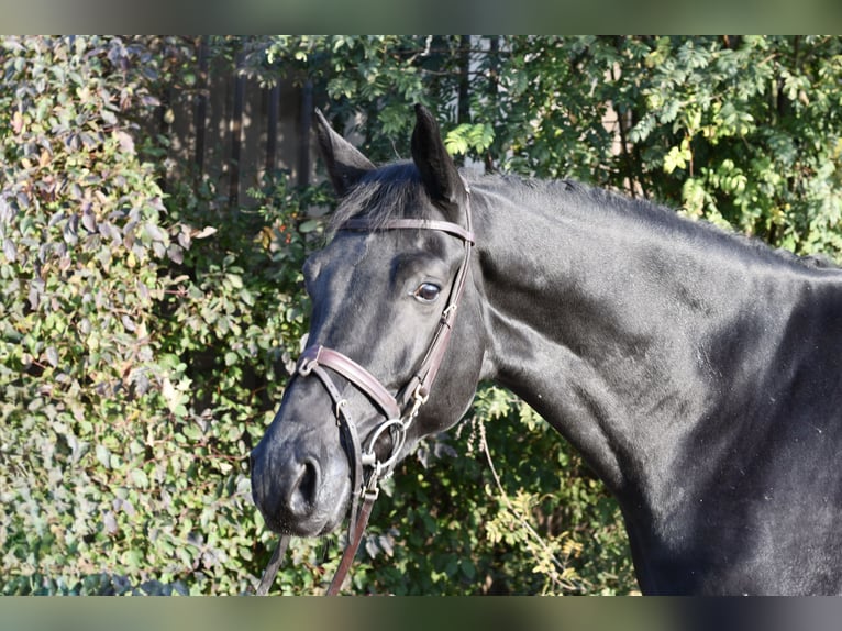 KWPN Wallach 5 Jahre 169 cm Rappe in Geilenkirchen