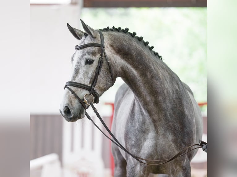 KWPN Wallach 5 Jahre 169 cm Schimmel in Münster-Handorf