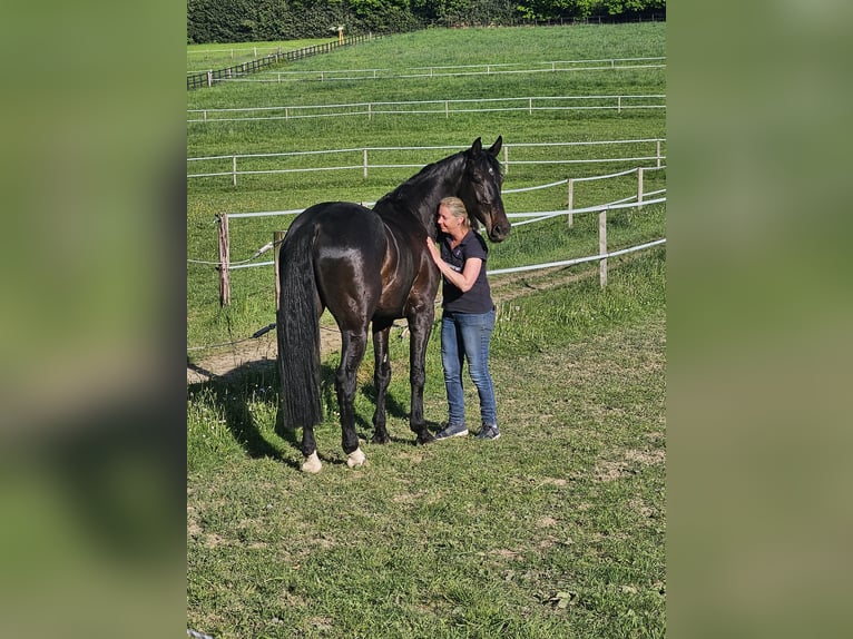 KWPN Wallach 5 Jahre 169 cm Schwarzbrauner in Hückeswagen