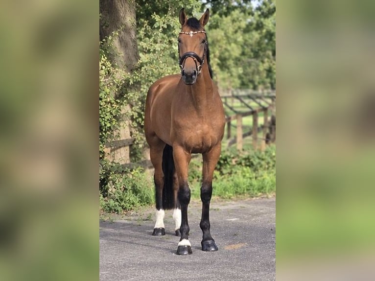 KWPN Wallach 5 Jahre 170 cm Brauner in Weert