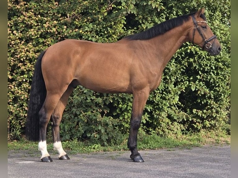 KWPN Wallach 5 Jahre 170 cm Brauner in Weert