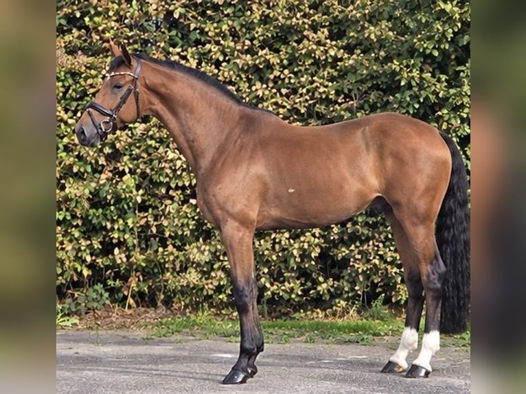 KWPN Wallach 5 Jahre 170 cm Brauner in Weert