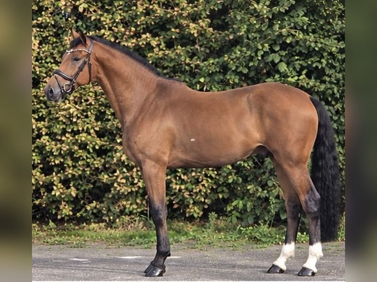 KWPN Wallach 5 Jahre 170 cm Brauner in Weert
