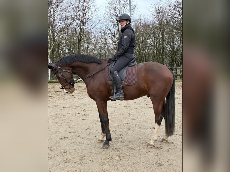 KWPN Wallach 5 Jahre 170 cm Brauner in Gevelsberg