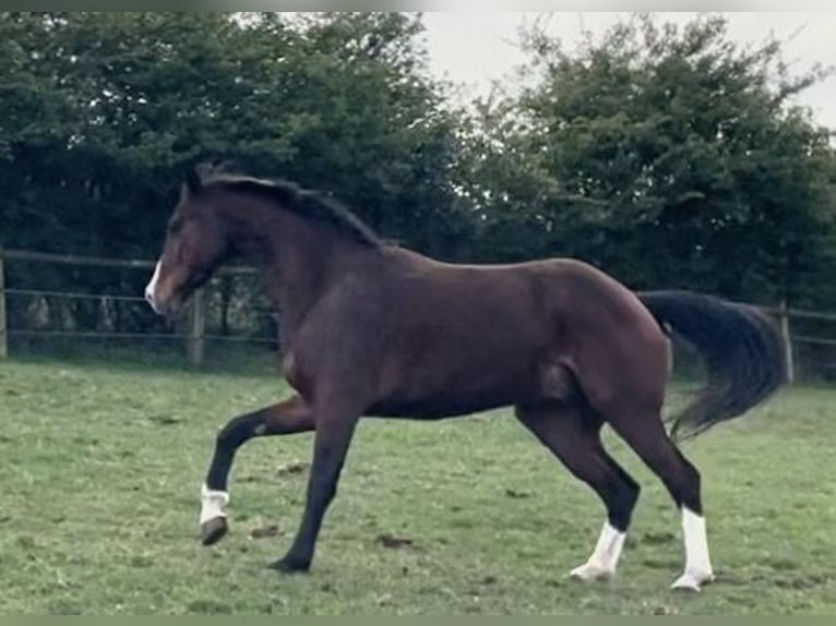 KWPN Wallach 5 Jahre 170 cm Brauner in Gevelsberg
