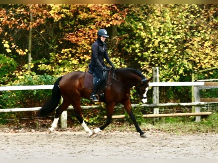 KWPN Wallach 5 Jahre 170 cm Brauner in Gevelsberg
