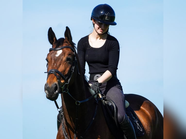 KWPN Wallach 5 Jahre 170 cm Brauner in Nettersheim