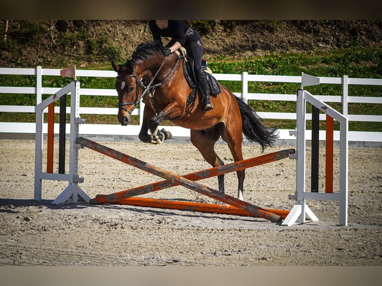 KWPN Wallach 5 Jahre 170 cm Brauner in Nettersheim
