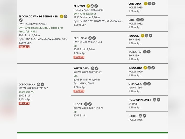 KWPN Wallach 5 Jahre 170 cm Brauner in Békéscsaba