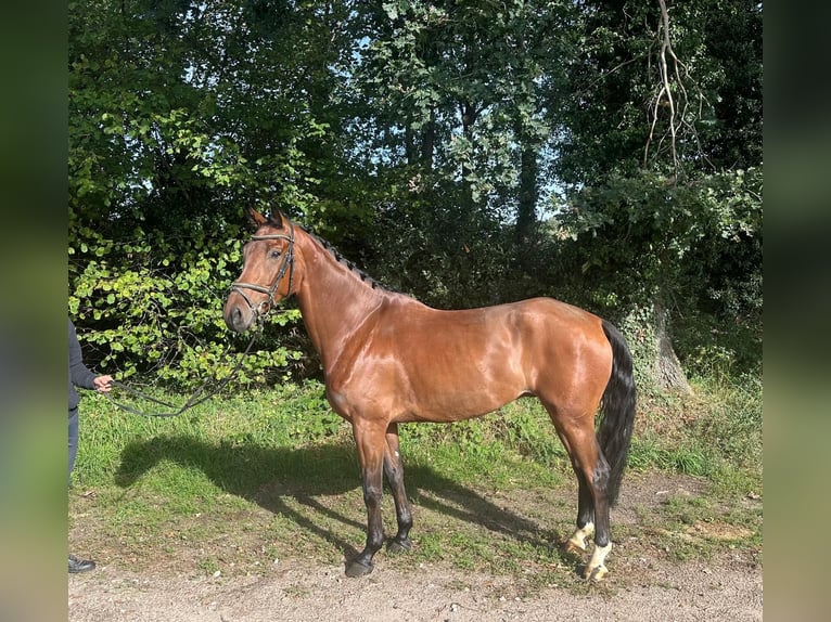 KWPN Wallach 5 Jahre 170 cm Brauner in Kaulille