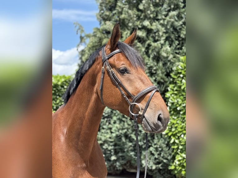 KWPN Wallach 5 Jahre 170 cm Brauner in Oud Gastel