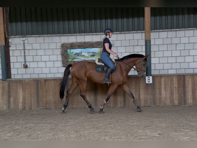 KWPN Wallach 5 Jahre 170 cm Brauner in Oud Gastel