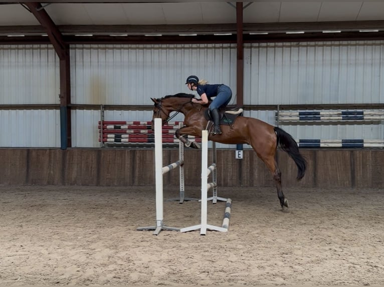 KWPN Wallach 5 Jahre 170 cm Brauner in Oud Gastel