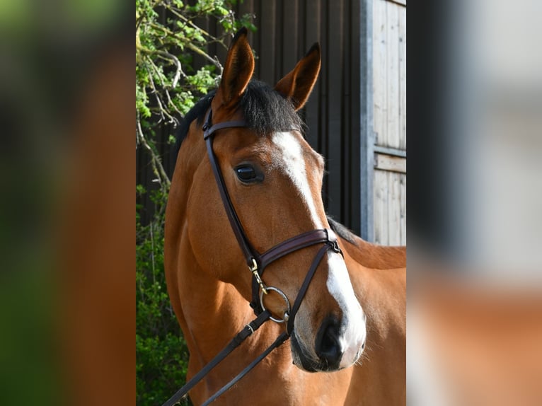 KWPN Wallach 5 Jahre 170 cm Brauner in Geilenkirchen