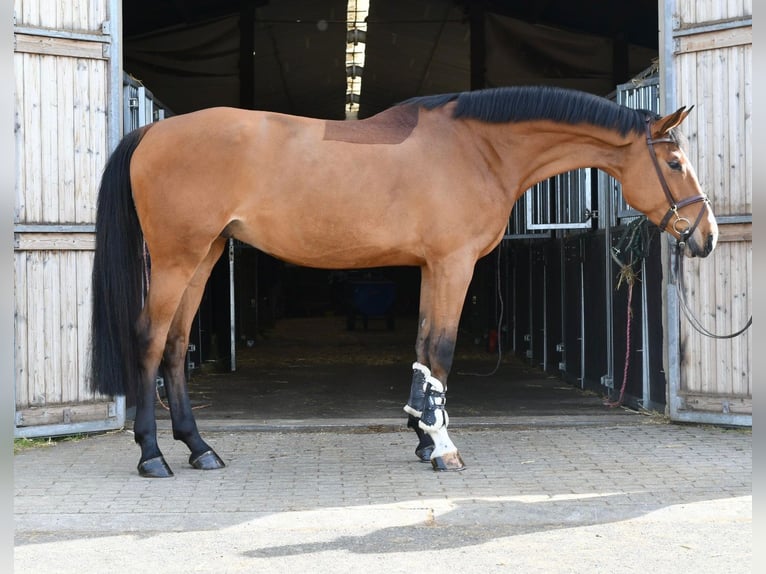 KWPN Wallach 5 Jahre 170 cm Brauner in Geilenkirchen