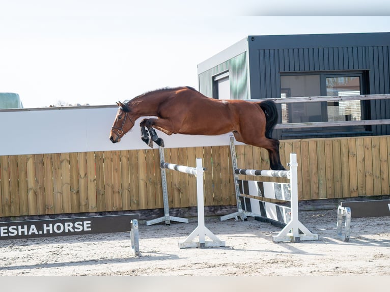KWPN Wallach 5 Jahre 170 cm Brauner in GROTE-BROGEL