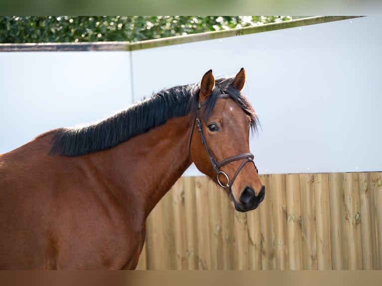 KWPN Wallach 5 Jahre 170 cm Brauner in GROTE-BROGEL
