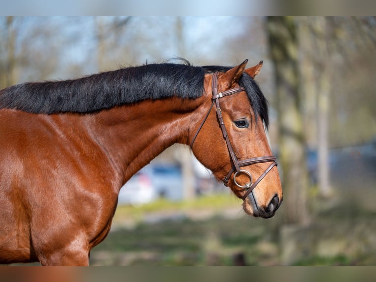 KWPN Wallach 5 Jahre 170 cm Brauner in GROTE-BROGEL