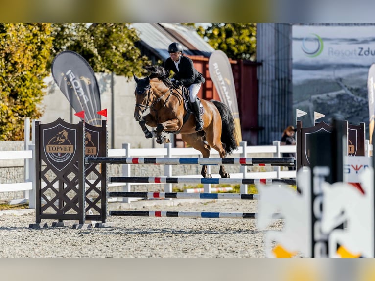 KWPN Wallach 5 Jahre 170 cm Brauner in Prag