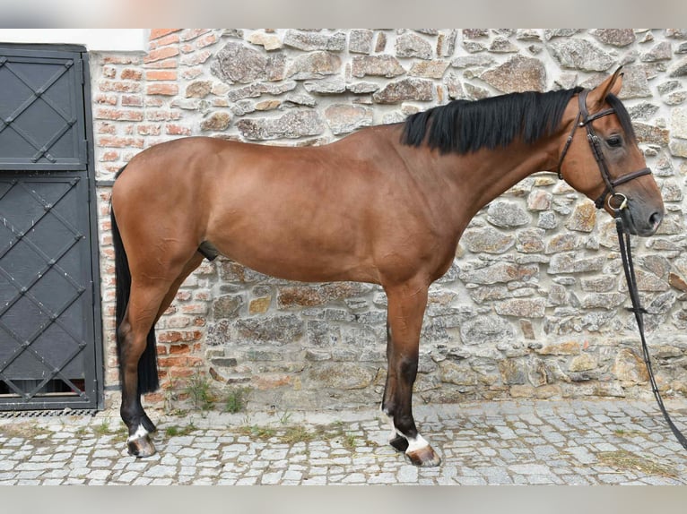 KWPN Wallach 5 Jahre 170 cm Brauner in Prag