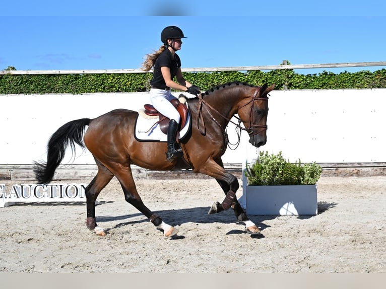 KWPN Wallach 5 Jahre 170 cm Brauner in Waddinxveen