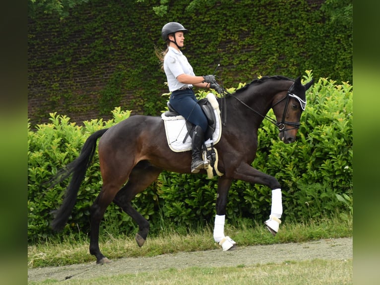 KWPN Wallach 5 Jahre 170 cm Dunkelbrauner in Neuss