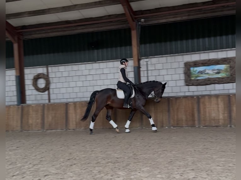 KWPN Wallach 5 Jahre 170 cm Dunkelbrauner in Oud Gastel