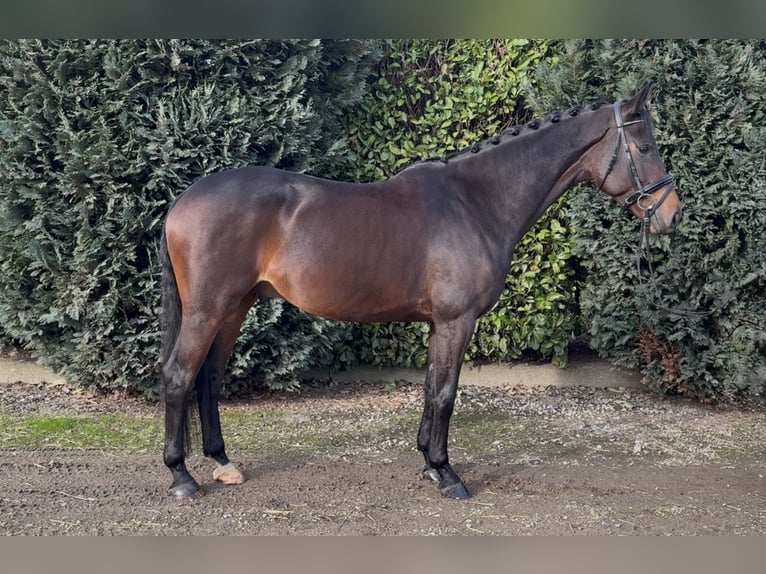 KWPN Wallach 5 Jahre 170 cm Dunkelbrauner in Oud Gastel