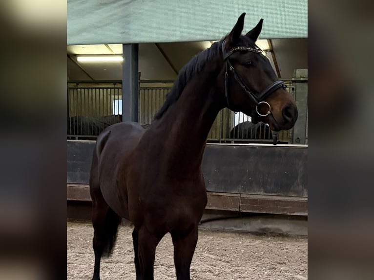 KWPN Wallach 5 Jahre 170 cm Dunkelbrauner in Ysselsteyn