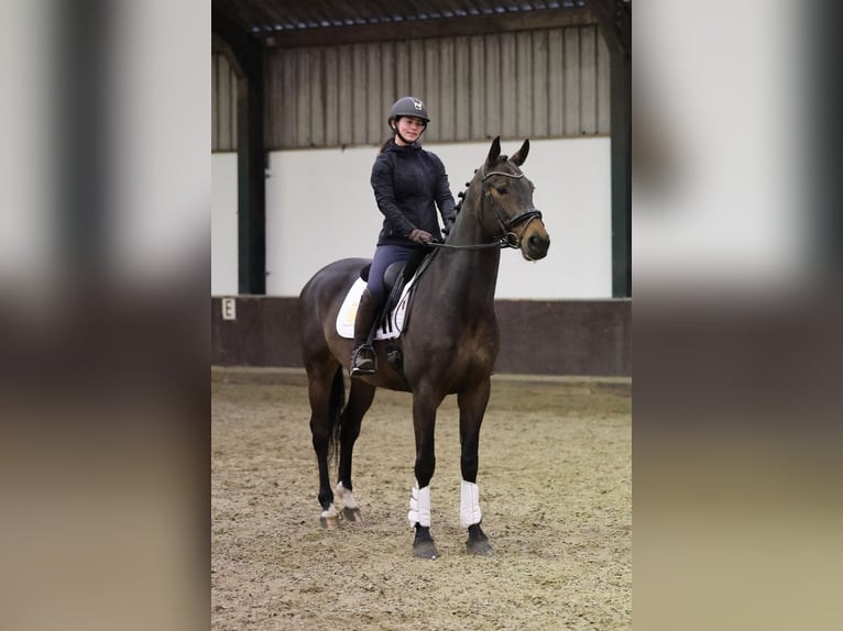 KWPN Wallach 5 Jahre 170 cm Dunkelbrauner in Zuid-Beijerland