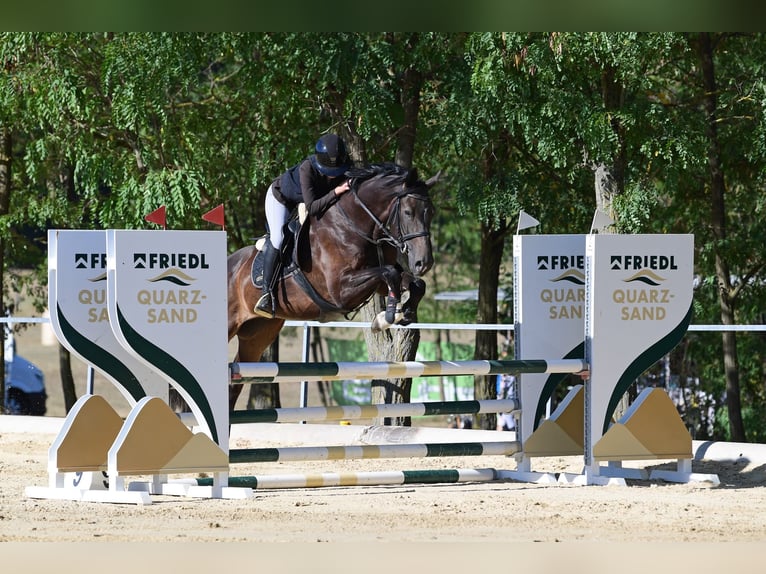 KWPN Wallach 5 Jahre 170 cm Dunkelbrauner in Enzesfeld-Lindabrunn