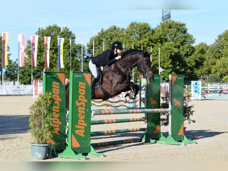 KWPN Wallach 5 Jahre 170 cm Dunkelbrauner in Enzesfeld-Lindabrunn