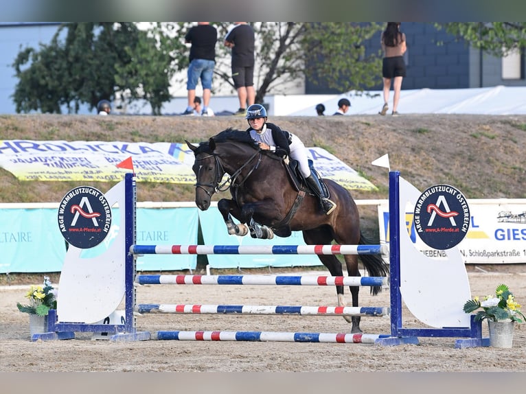 KWPN Wallach 5 Jahre 170 cm Dunkelbrauner in Enzesfeld-Lindabrunn
