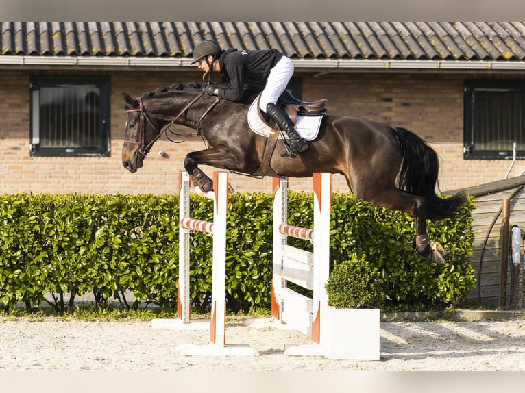 KWPN Wallach 5 Jahre 170 cm Dunkelbrauner in Waddinxveen