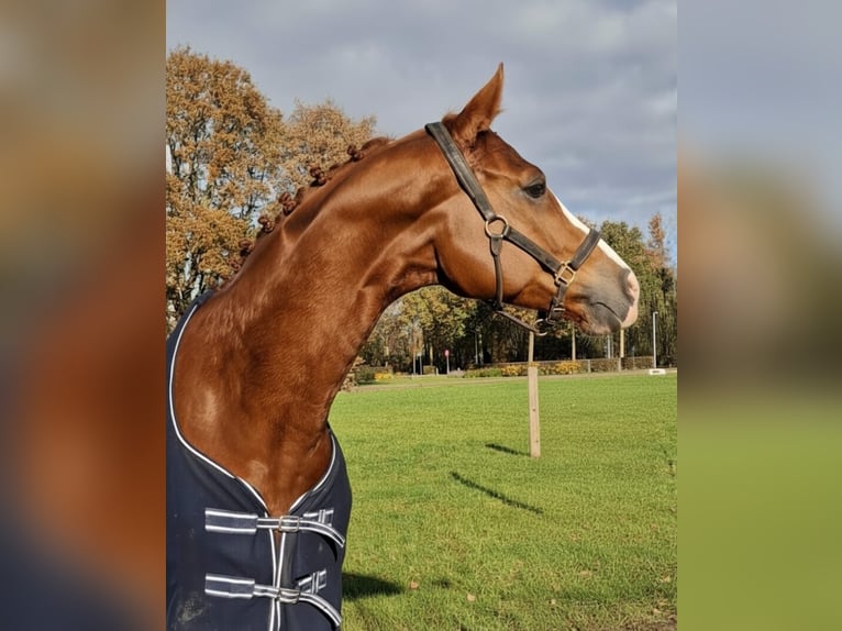 KWPN Wallach 5 Jahre 170 cm Fuchs in Lommel