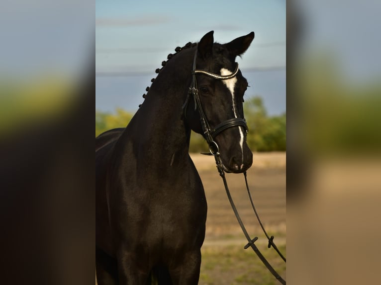 KWPN Wallach 5 Jahre 170 cm Rappe in B&#xE9;k&#xE9;sszentandr&#xE1;s