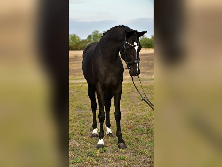 KWPN Wallach 5 Jahre 170 cm Rappe in B&#xE9;k&#xE9;sszentandr&#xE1;s