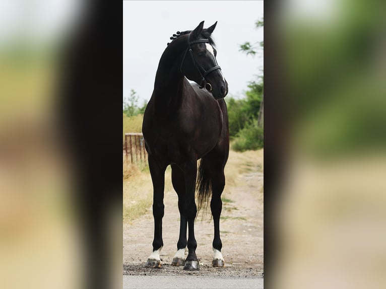 KWPN Wallach 5 Jahre 170 cm Rappe in B&#xE9;k&#xE9;sszentandr&#xE1;s
